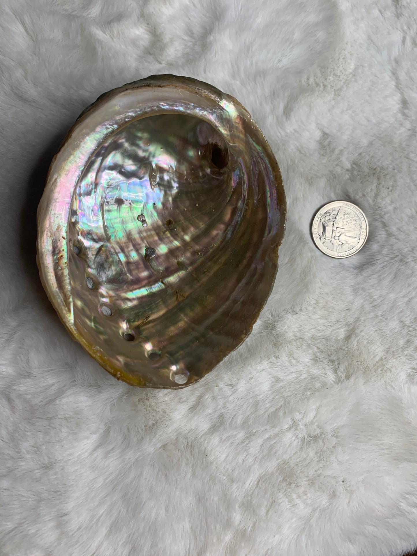 Abalone Shells & Pearly Shell