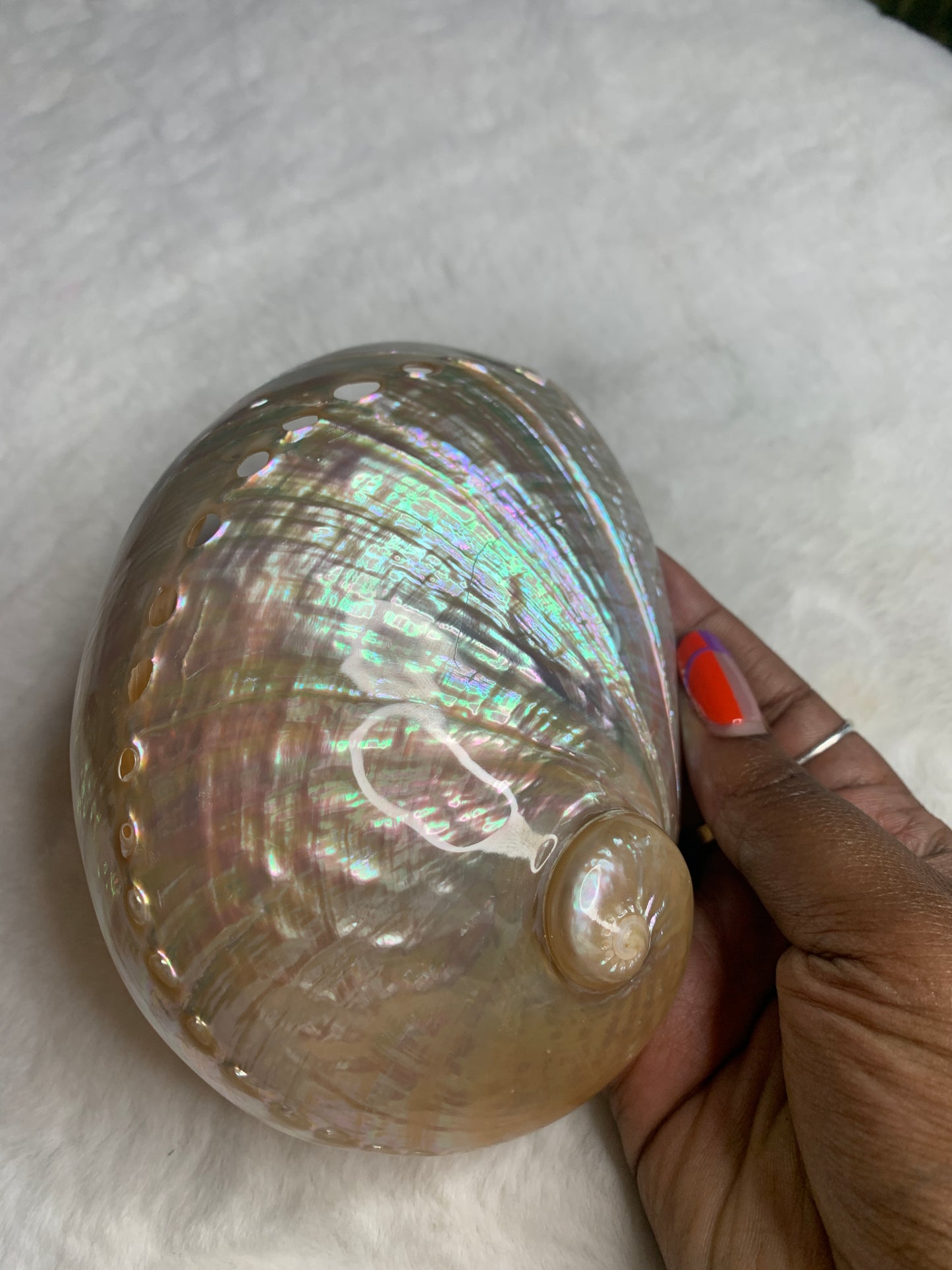 Abalone Shells & Pearly Shell