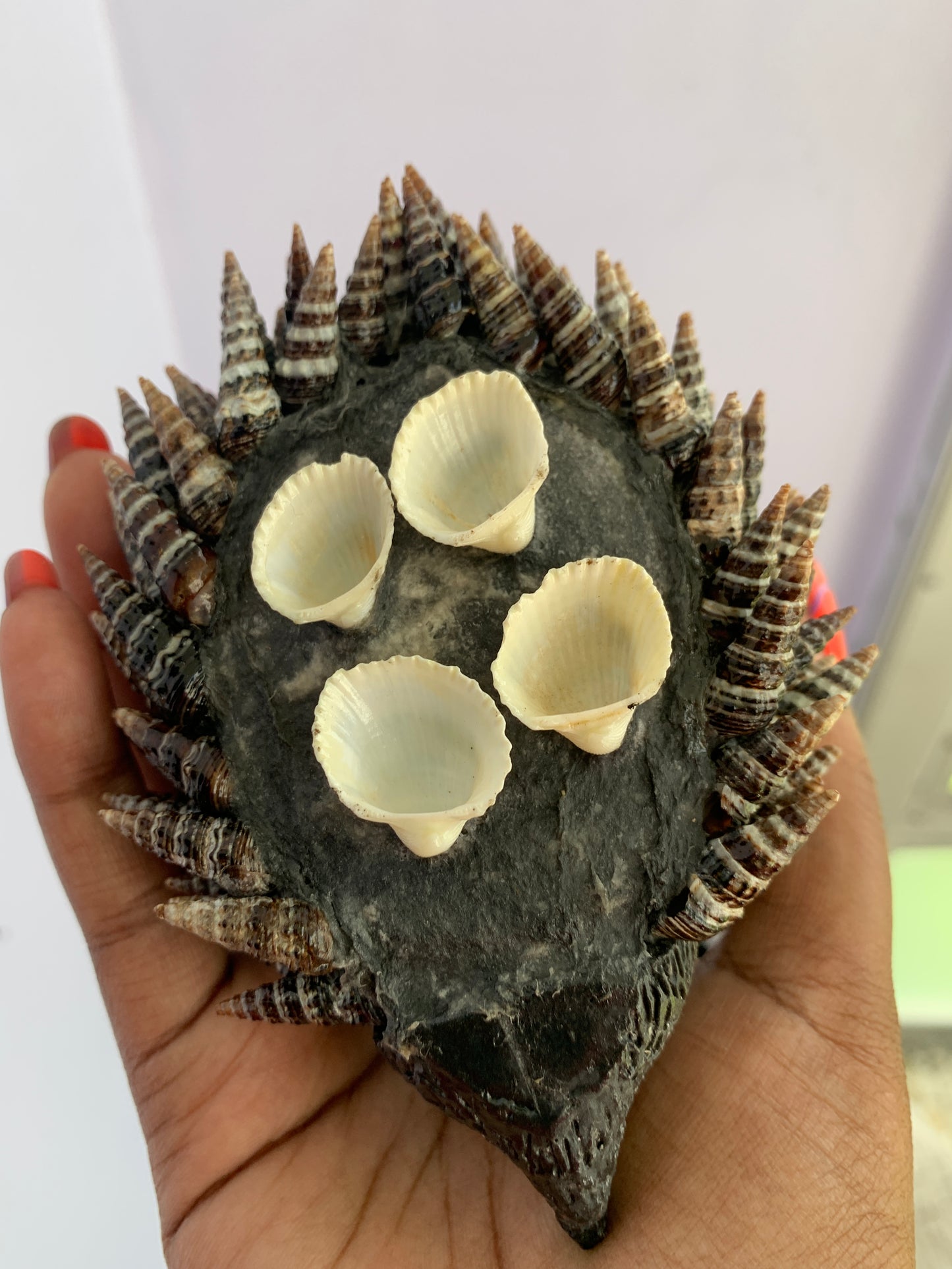 Seashell Animals