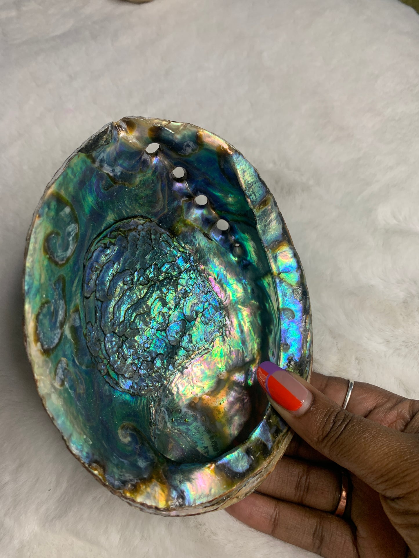 Abalone Shells & Pearly Shell