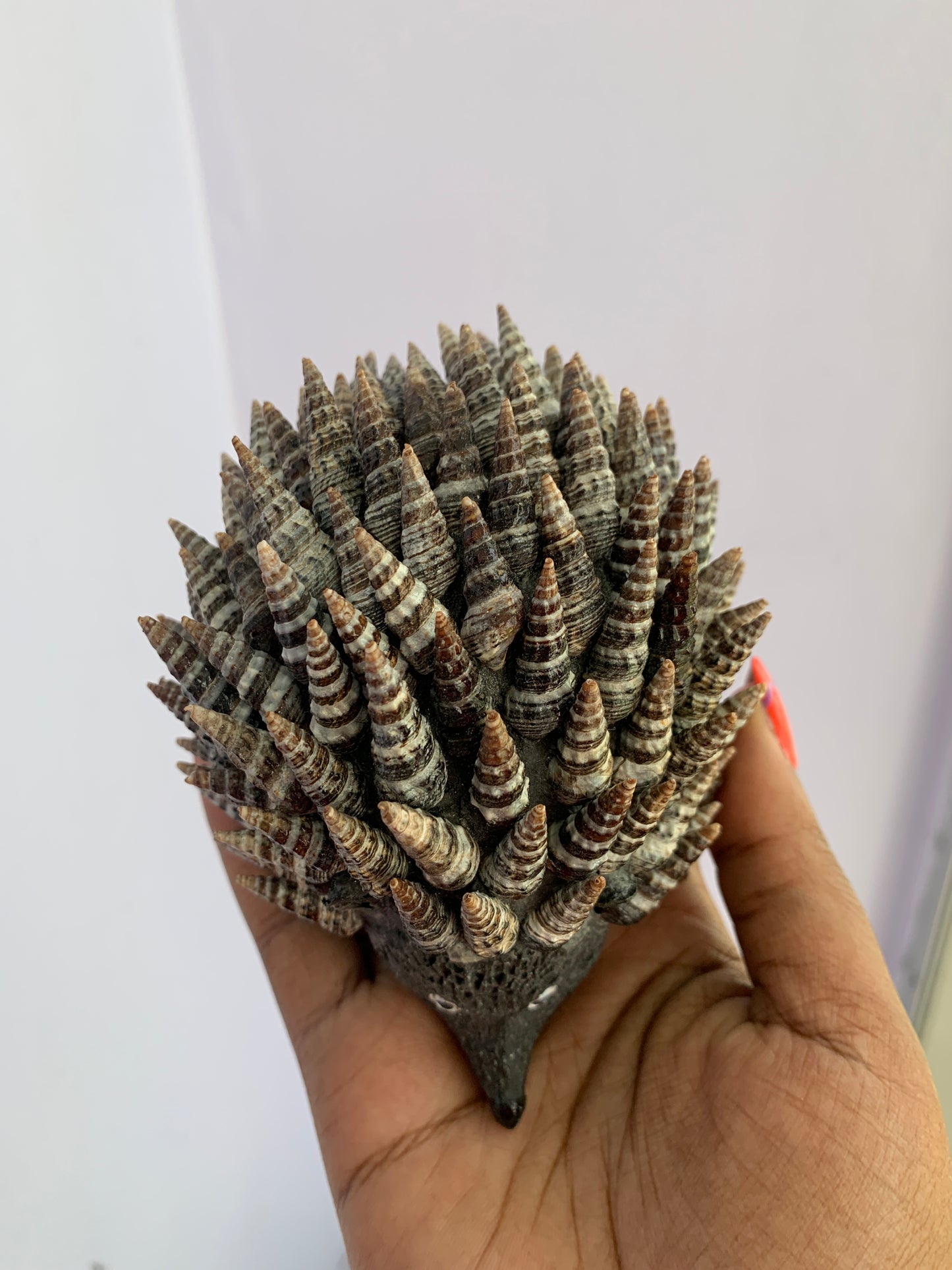 Seashell Animals