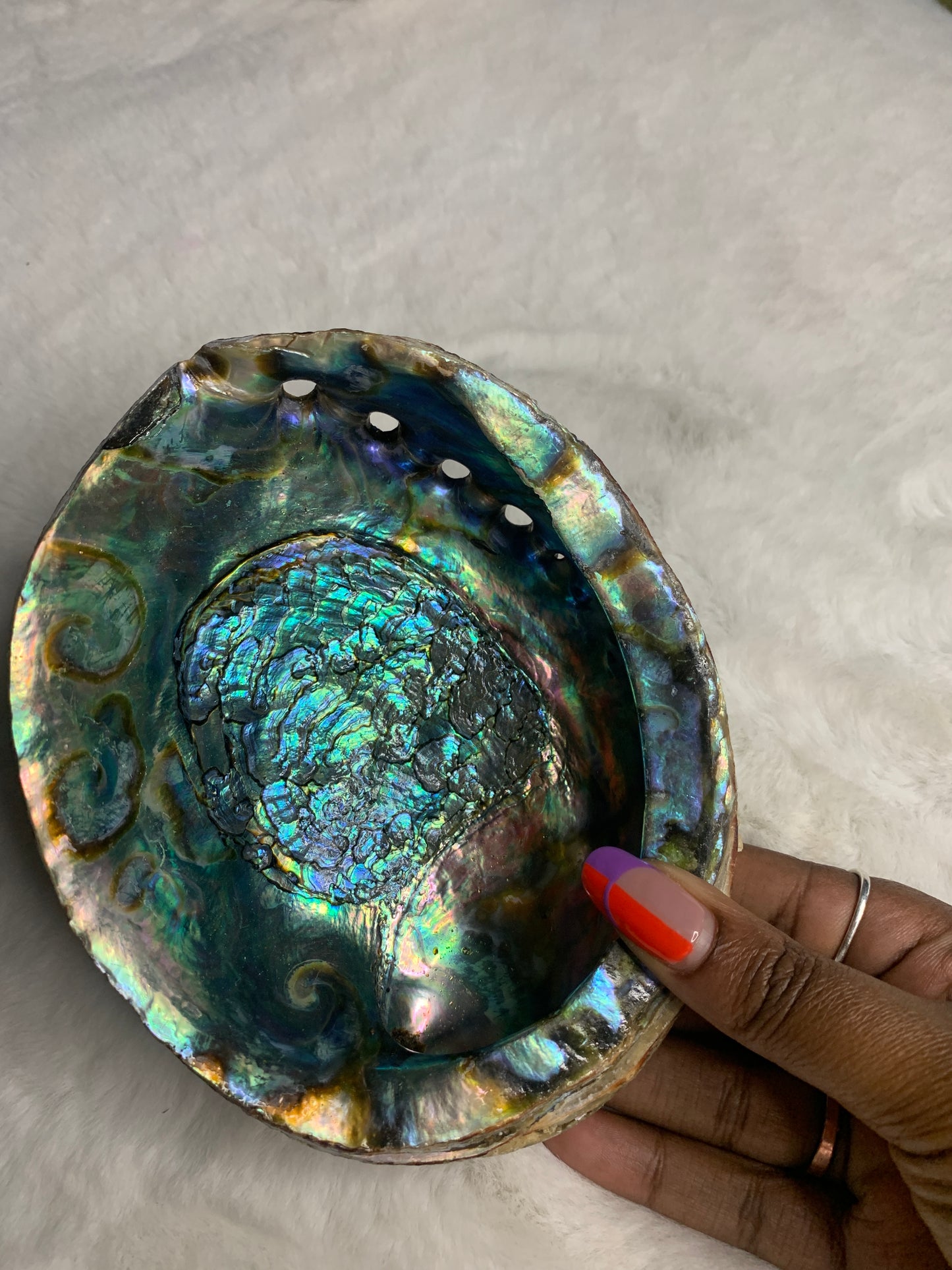 Abalone Shells & Pearly Shell