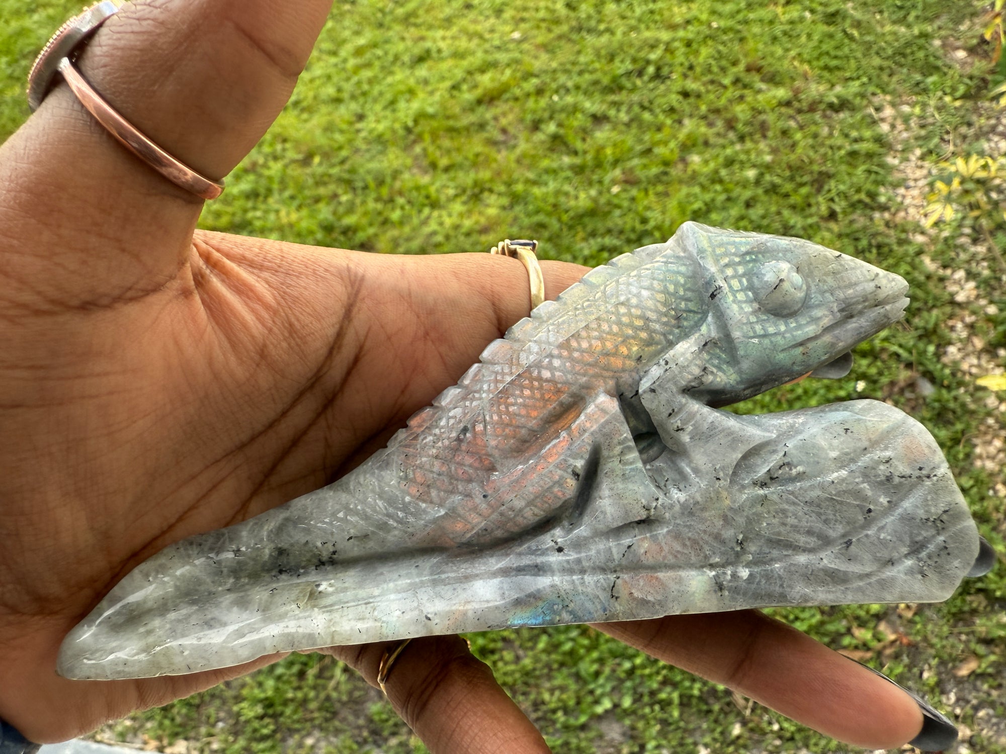 Chameleon