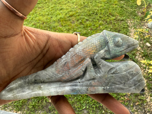Chameleon