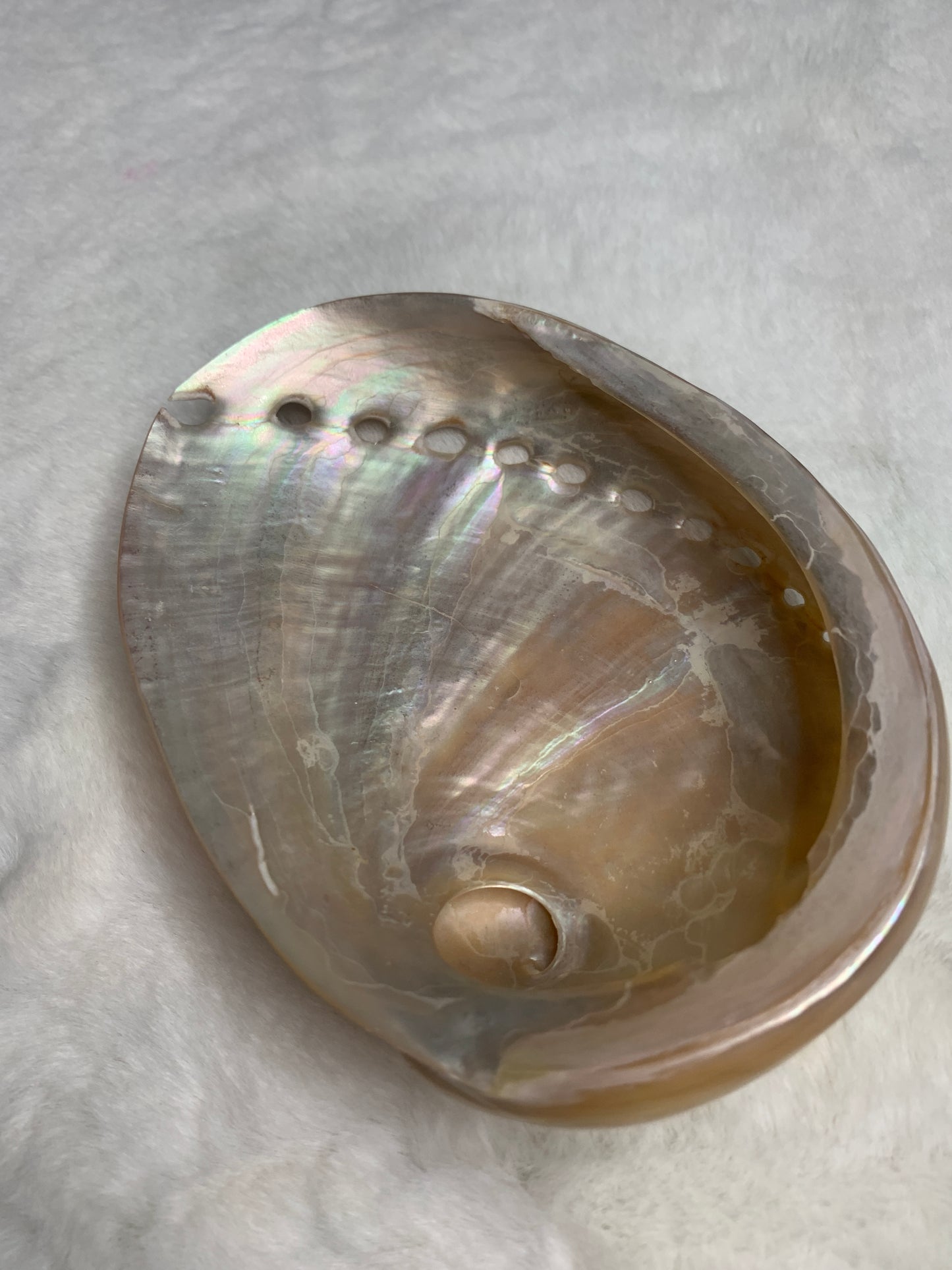 Abalone Shells & Pearly Shell