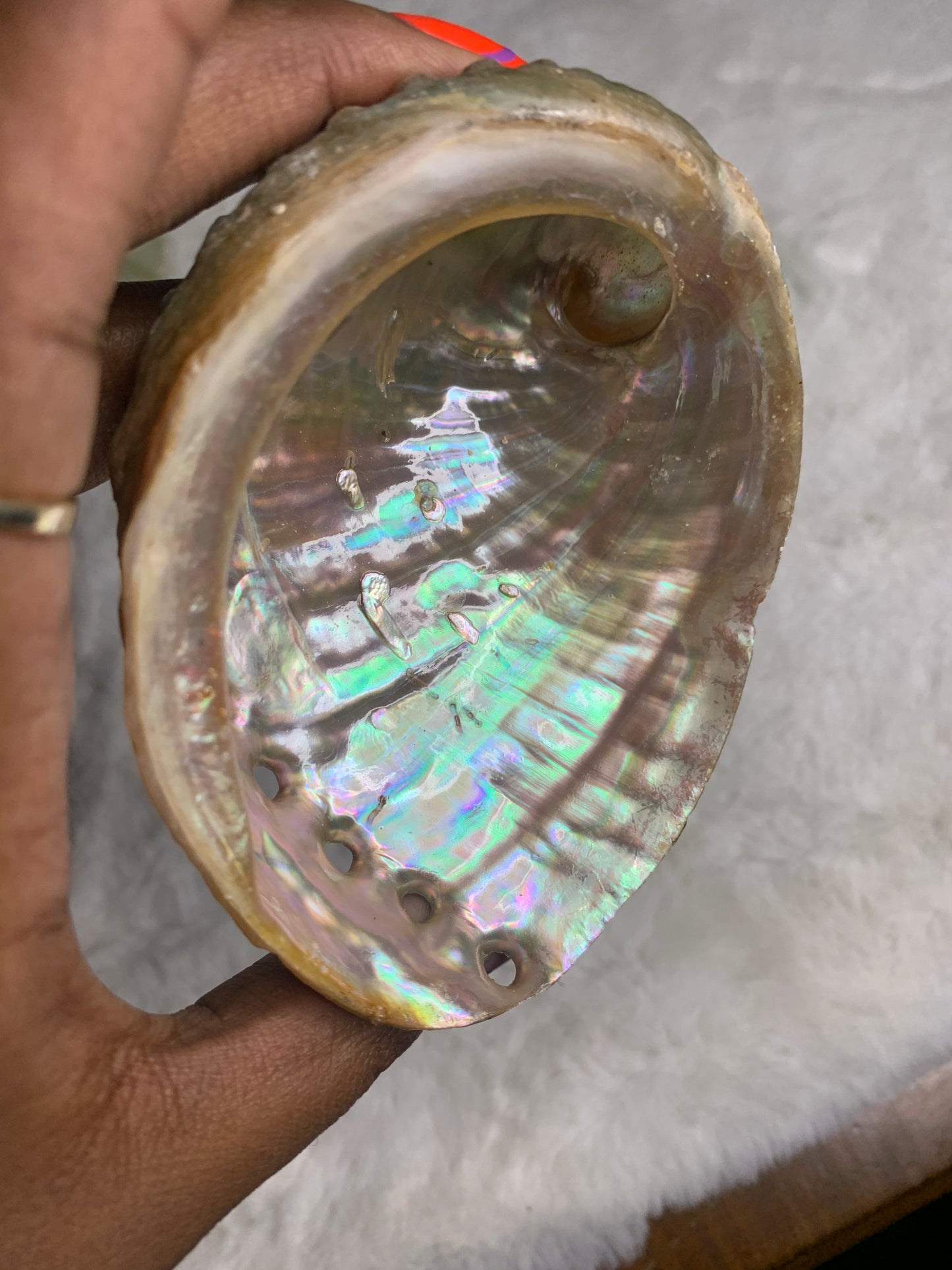 Abalone Shells & Pearly Shell