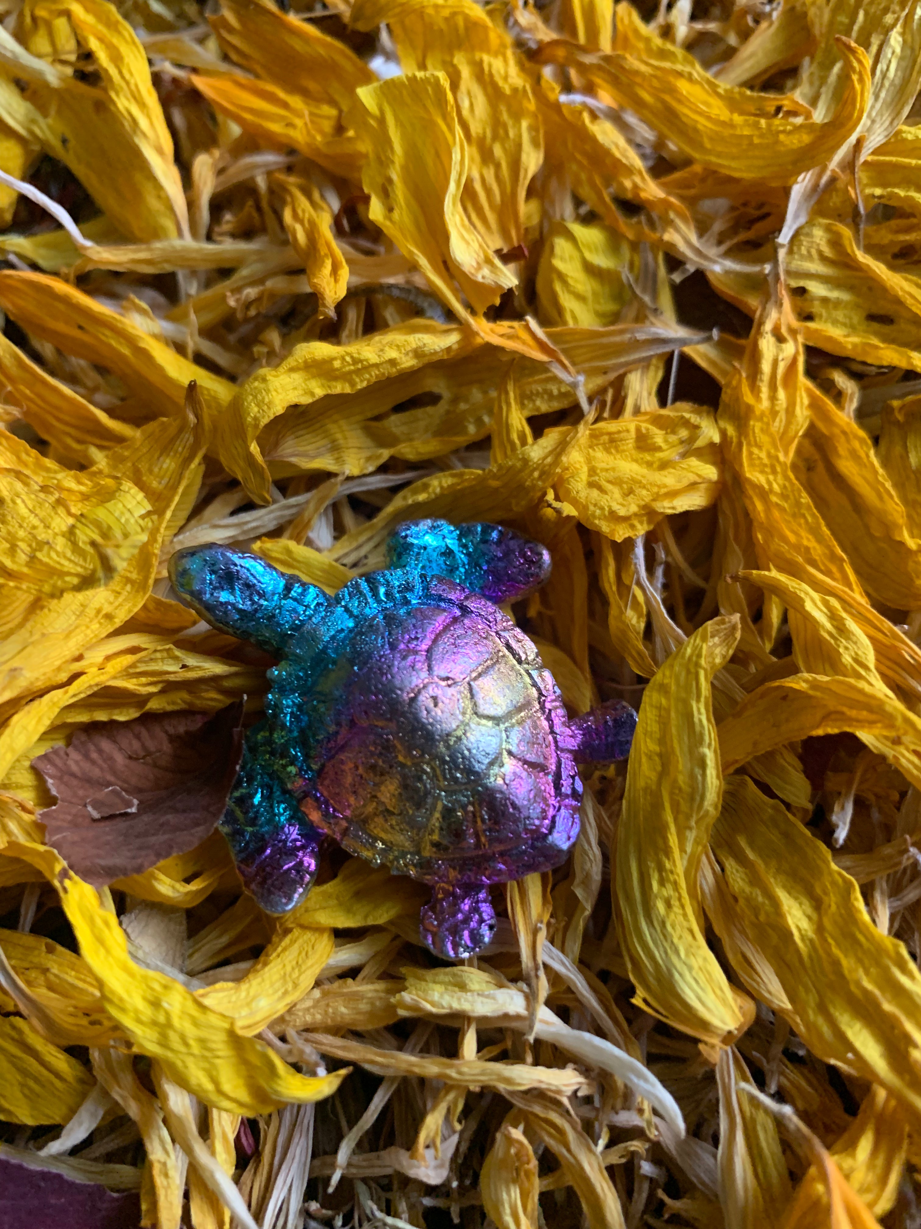 Bismuth shell or turtle