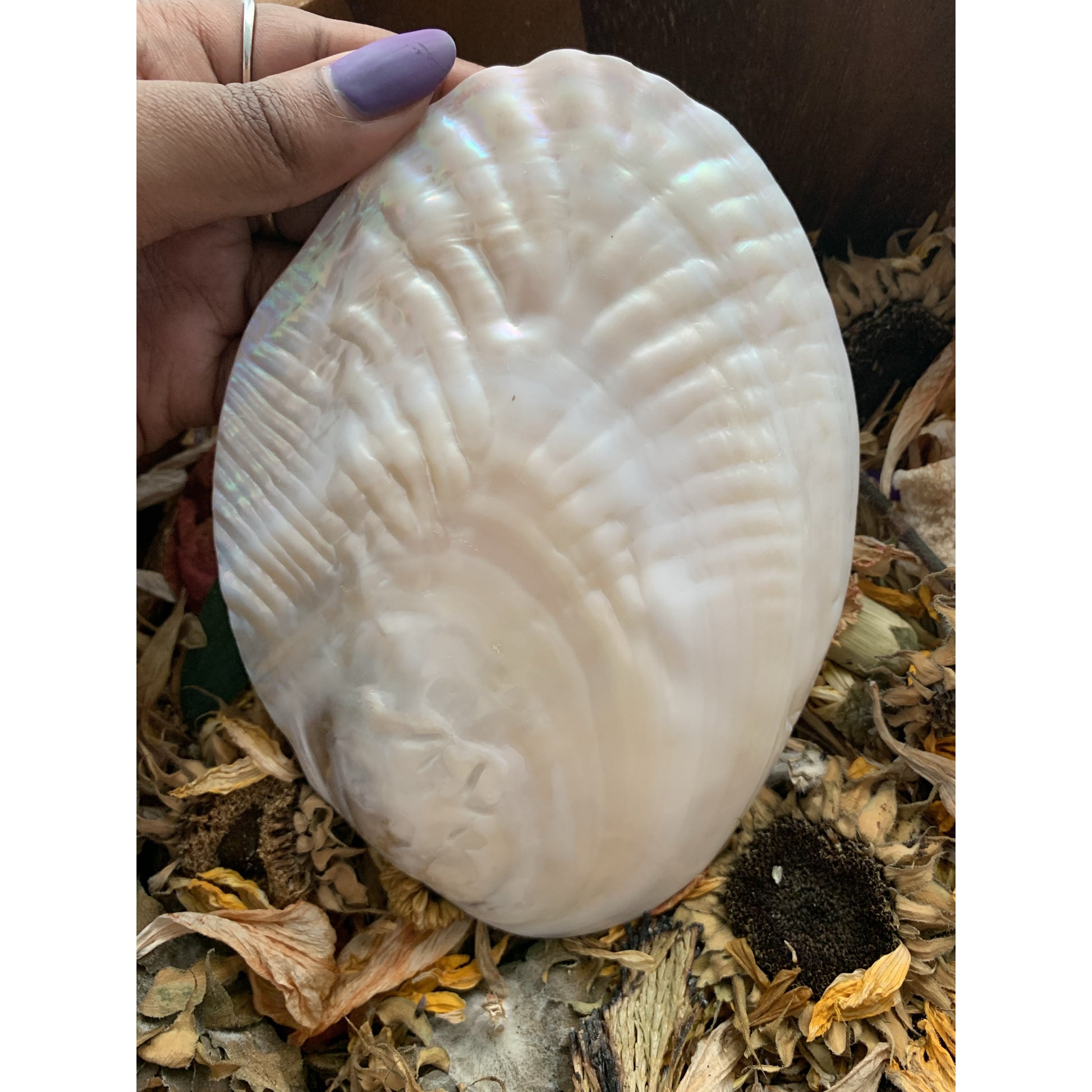 Abalone Shells & Pearly Shell - Astrolyszics