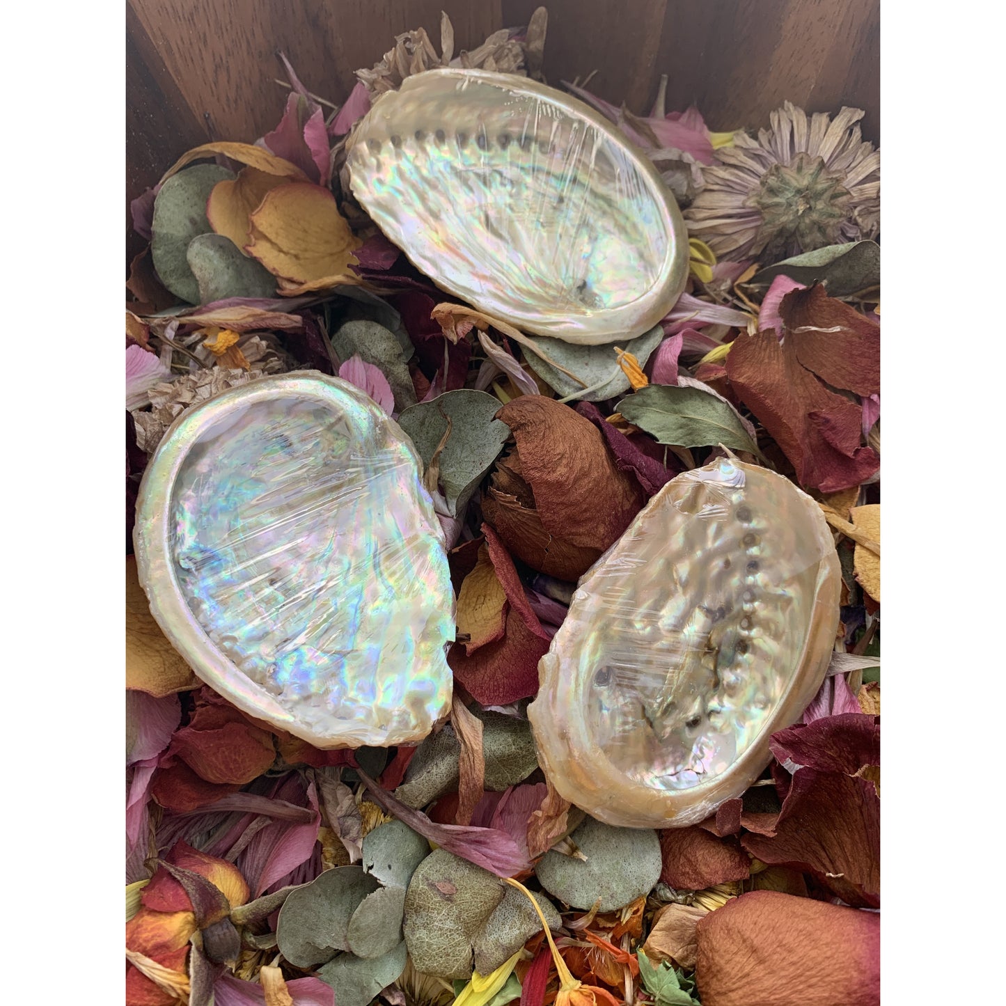 Abalone Shells & Pearly Shell - Astrolyszics